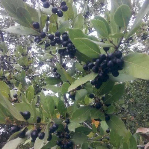Laurel Berry Oil