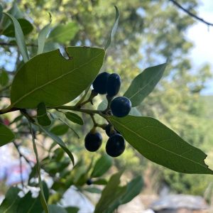 Laurel Berry Oil Recipes